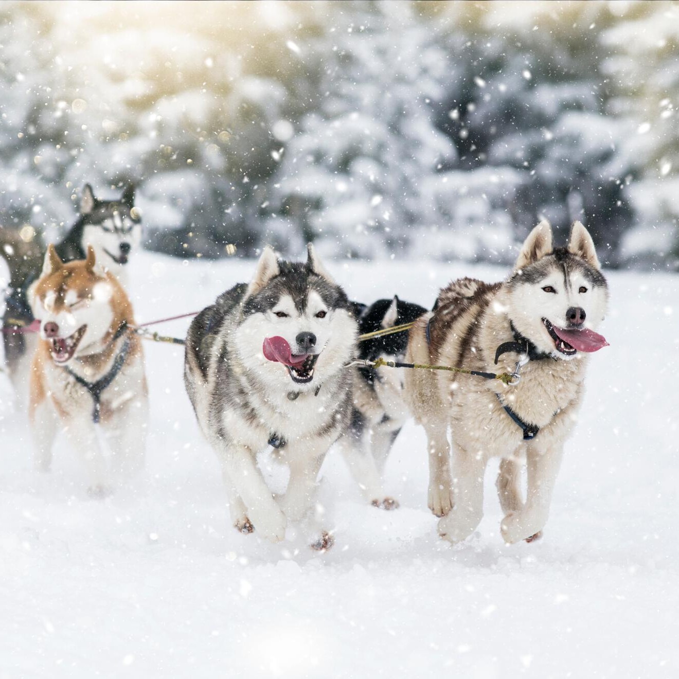 Husky Rovaniemi