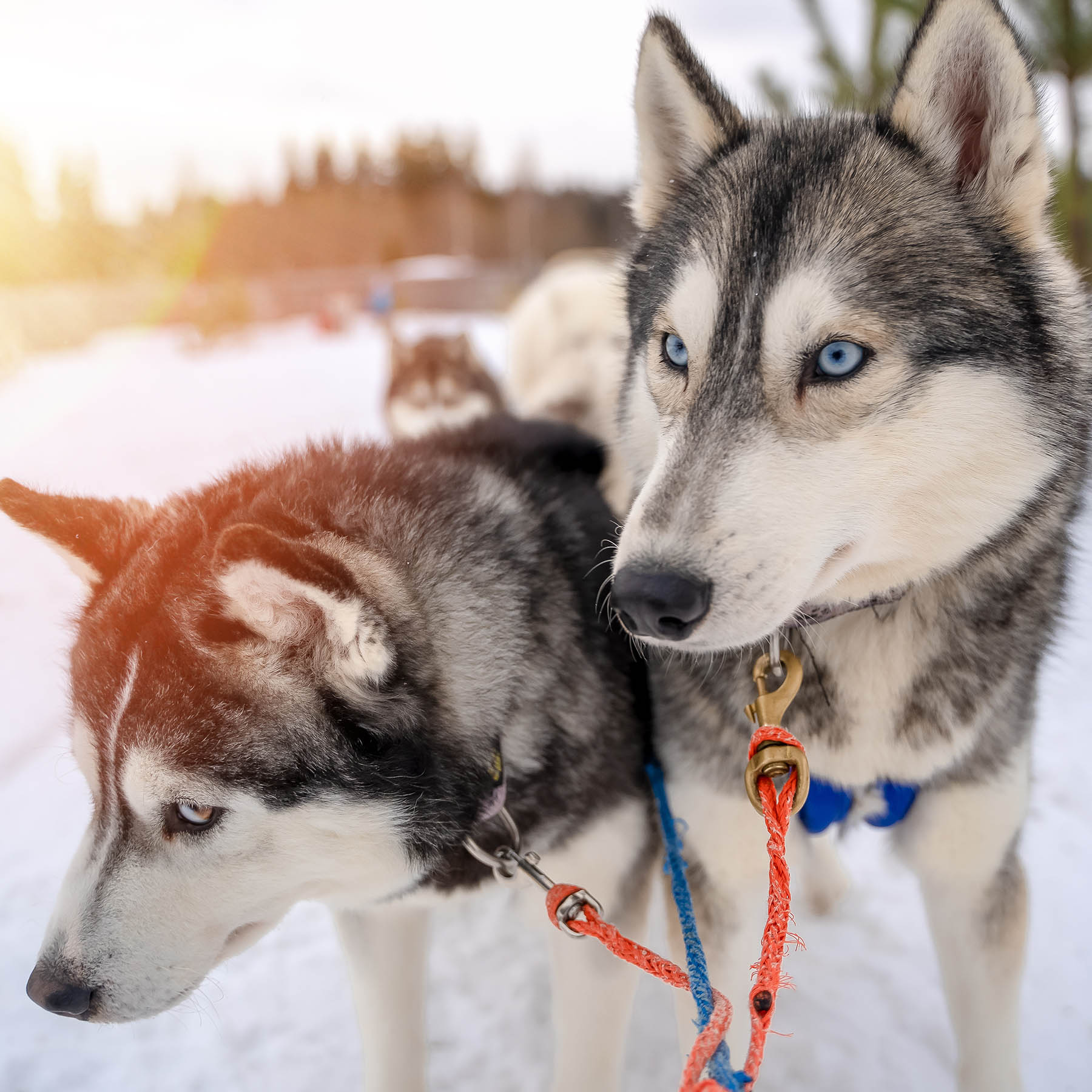 Rovaniemi travel itinerary
