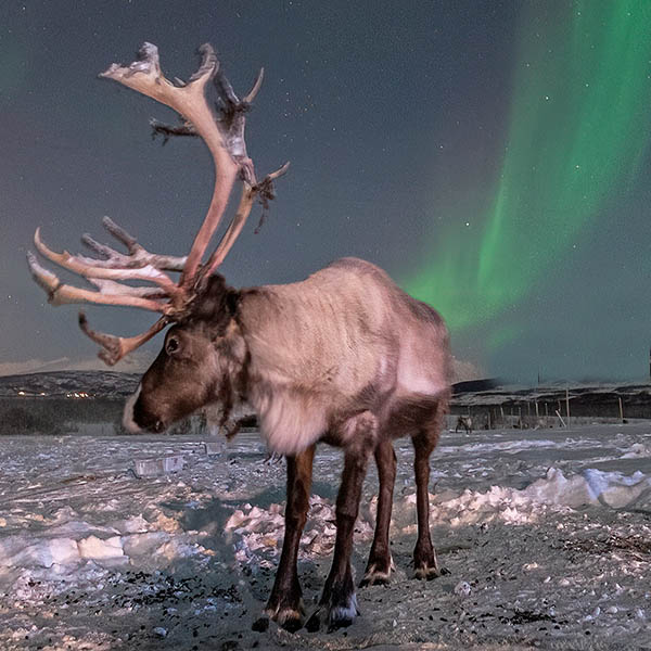 Aurora Reindeer Rovaniemi Safari