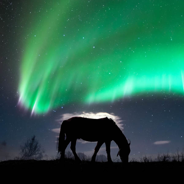 Horse safari Aurora