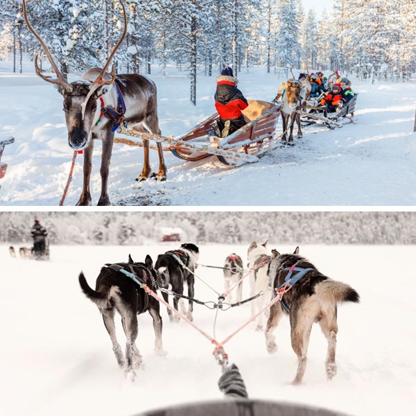 Husky and Reindeer safari in Lapland