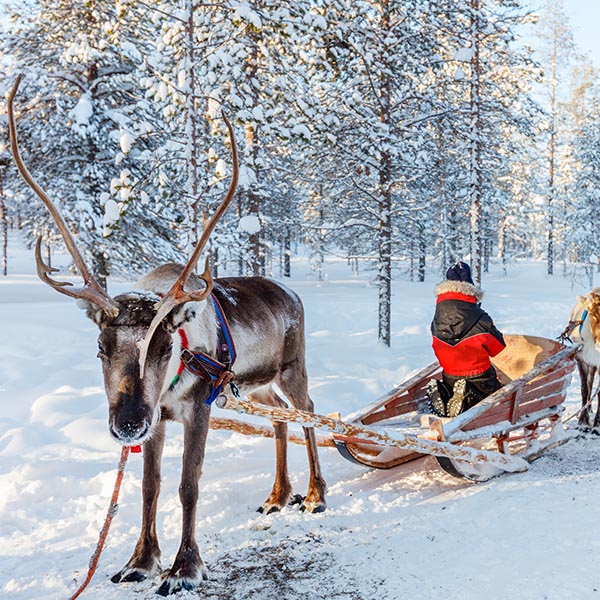 Reindeer Safari Lapland