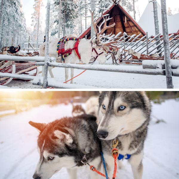 Reindeer and Husky Safari in Rovaniemi