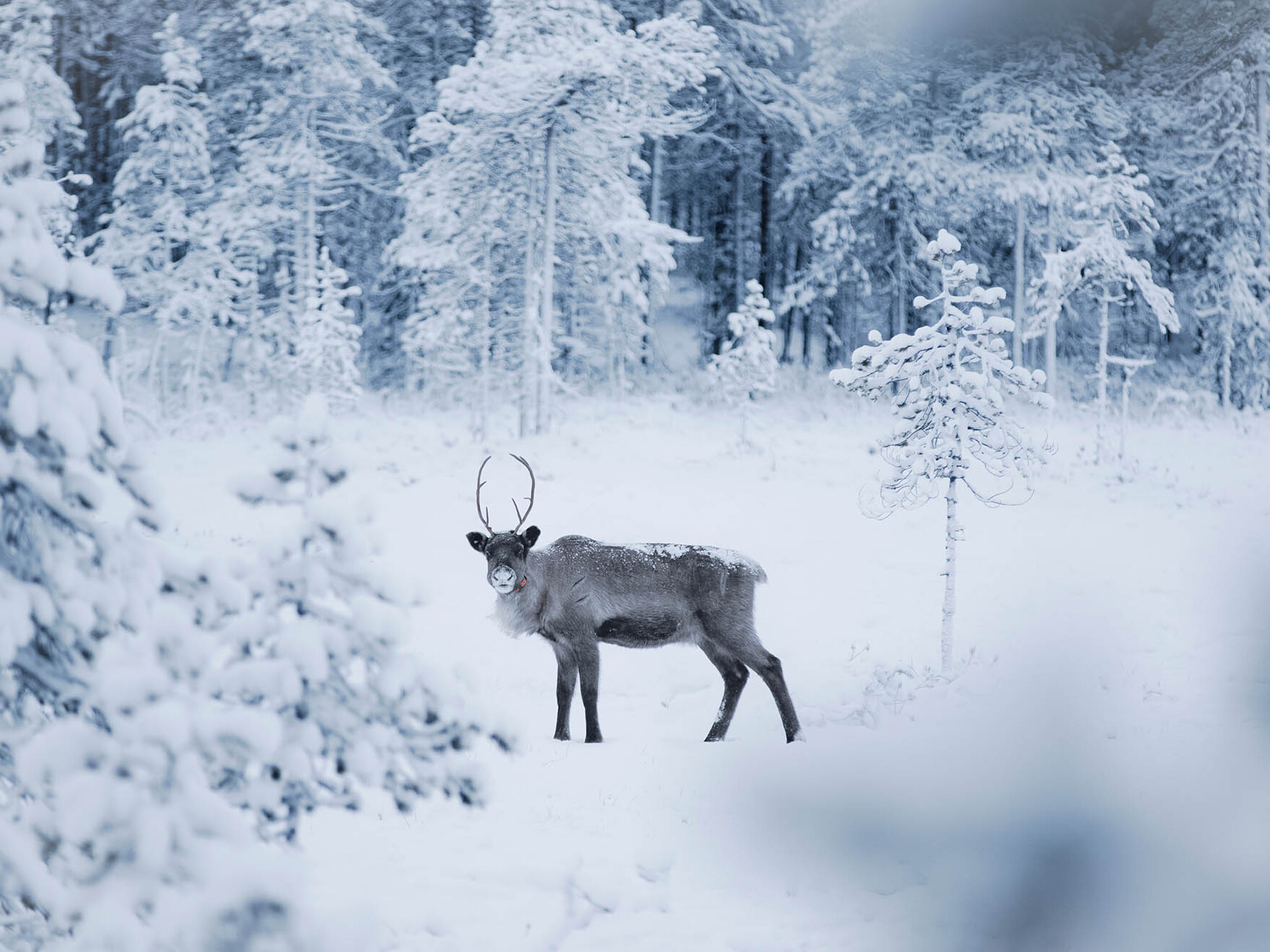 FITs and individual travelers in Rovaniemi