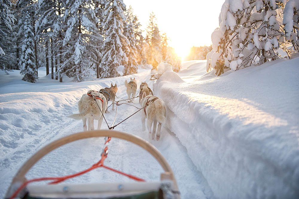 Group safaris in Rovaniemi