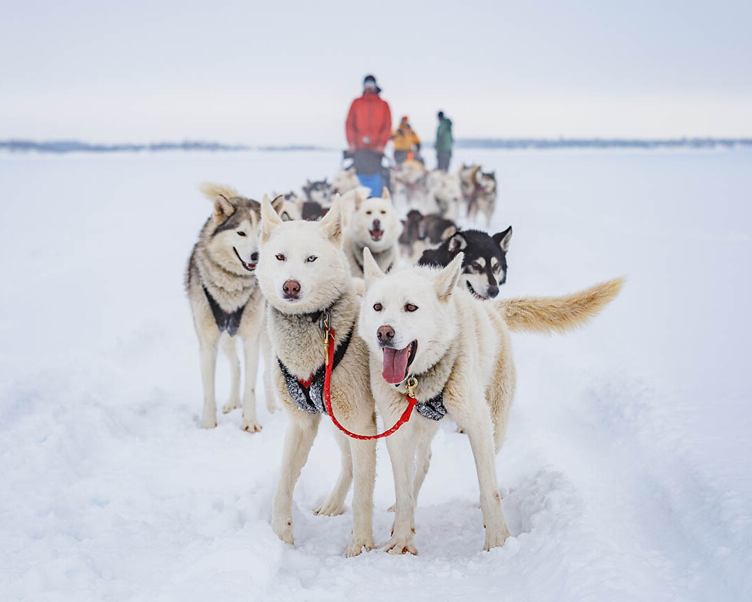 Husky Safari Rovaniemi