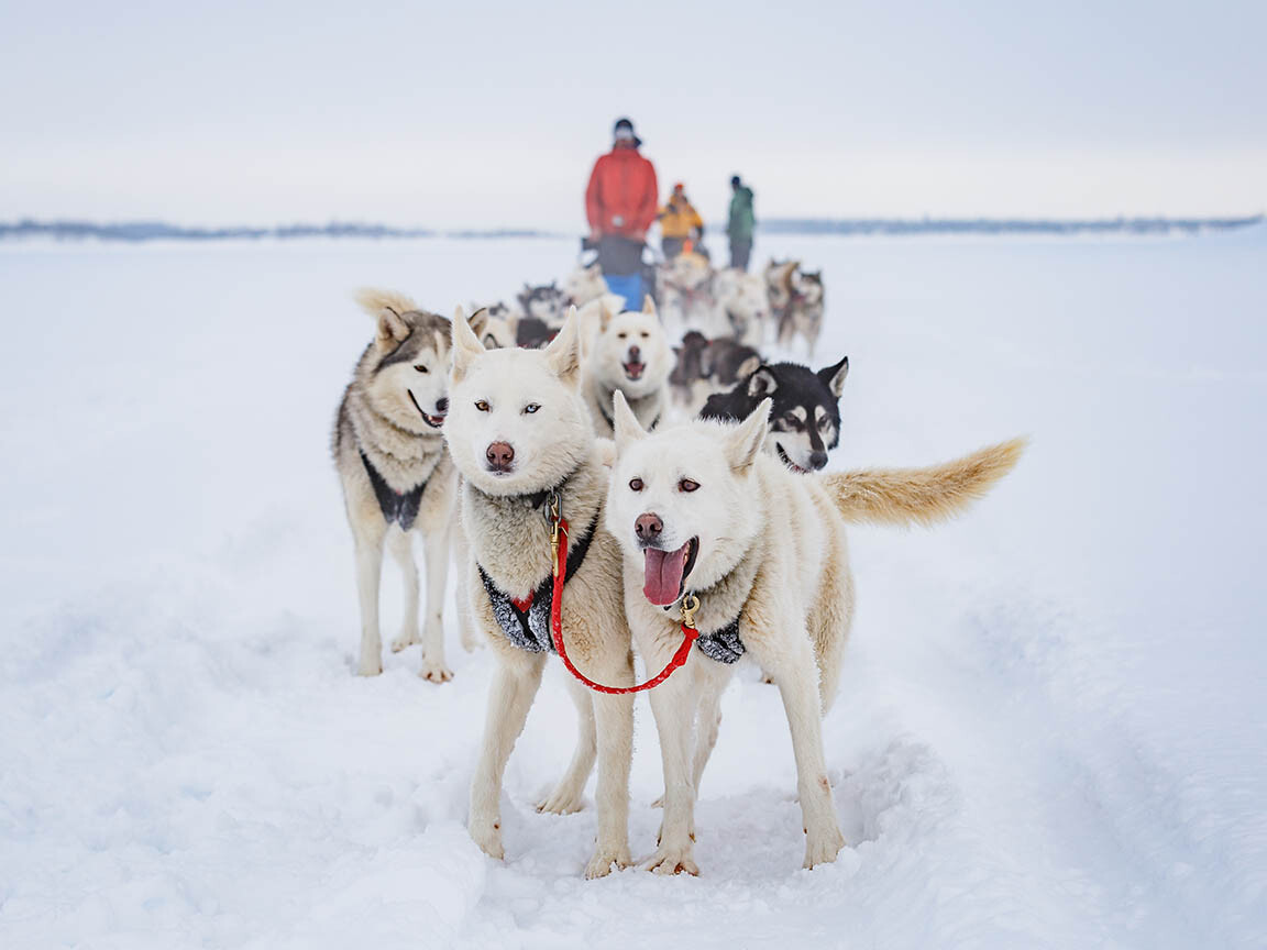 Husky Safari Rovaniemi