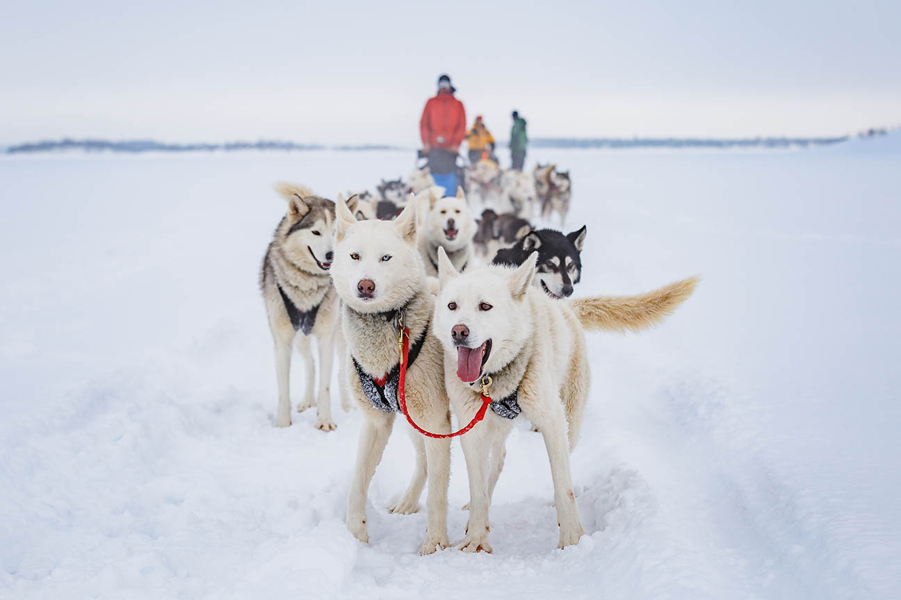 Husky Safari Rovaniemi
