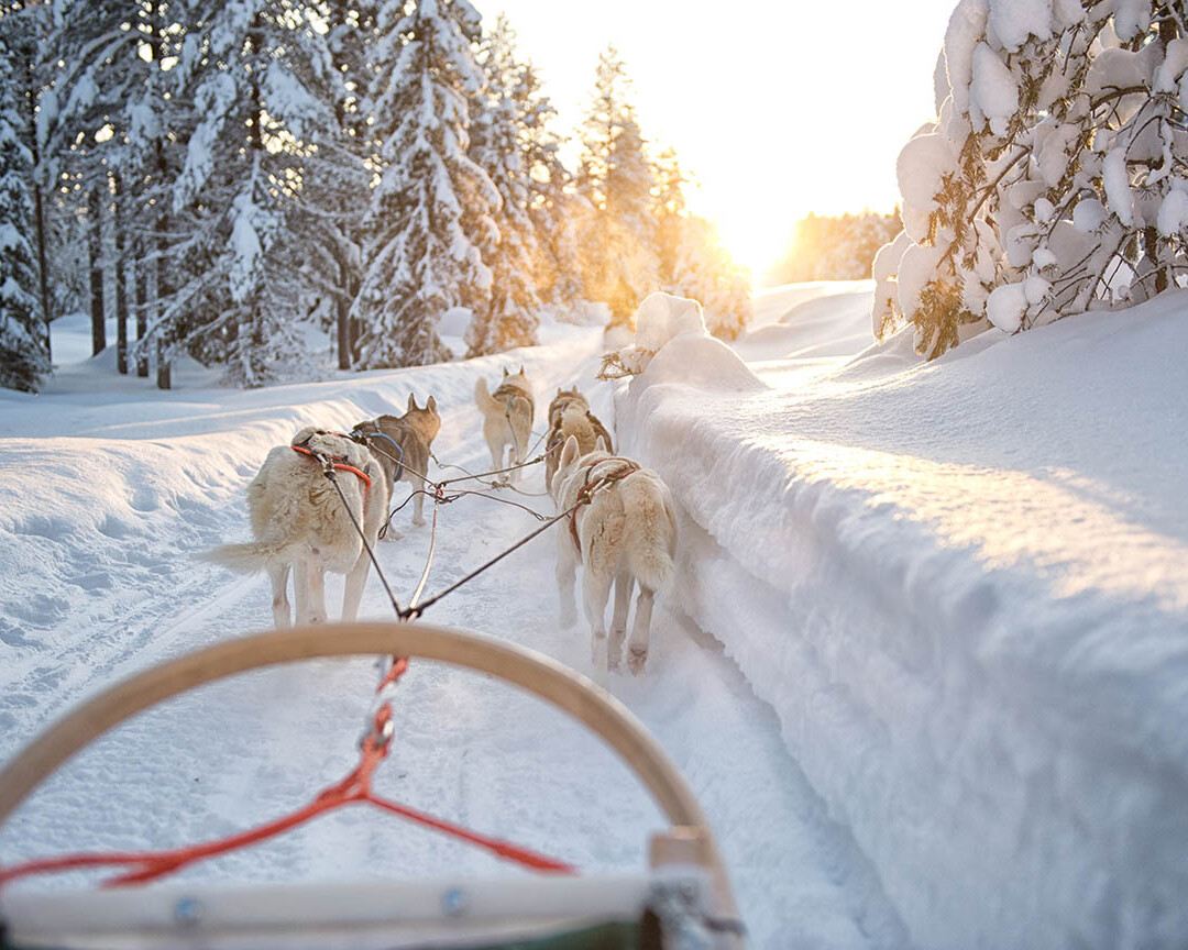 Husky safari Lapland