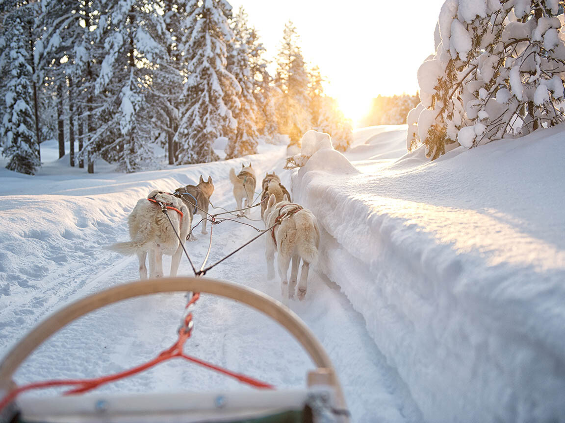 Husky safari Lapland