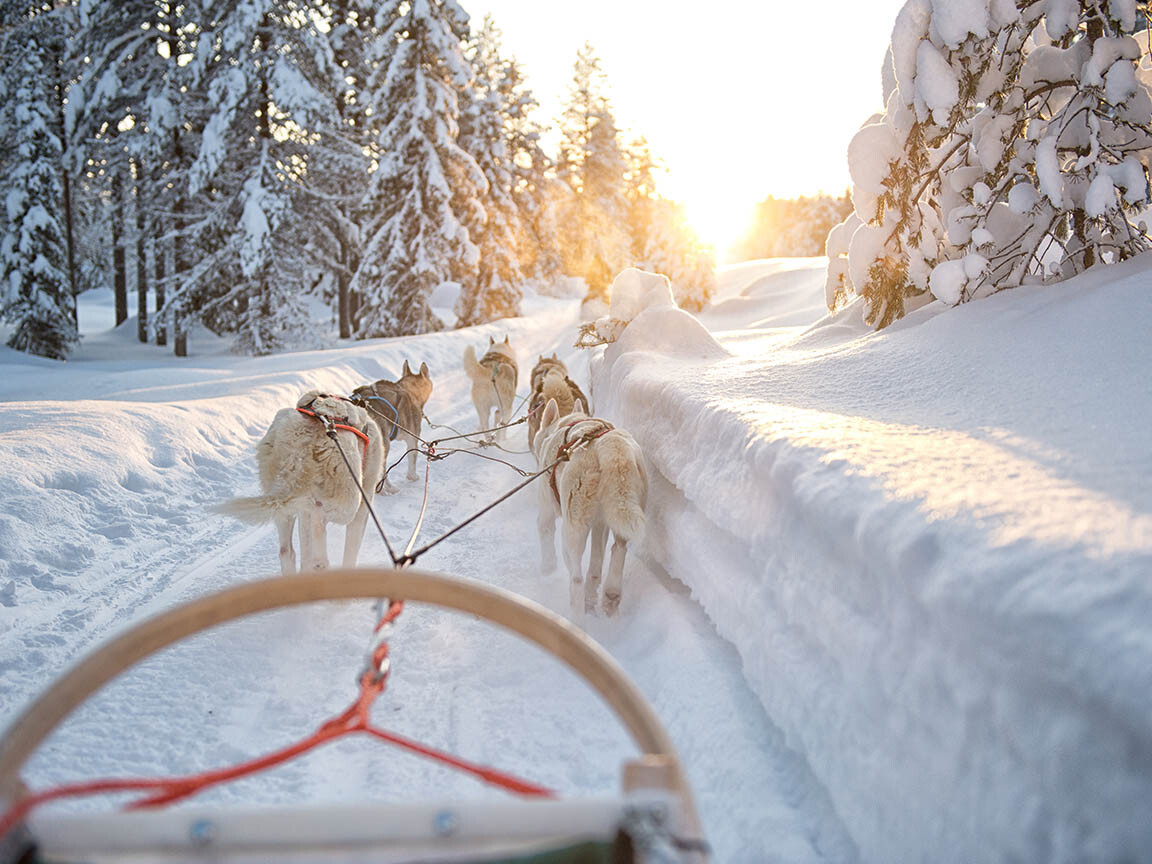 Husky tour in Lapland