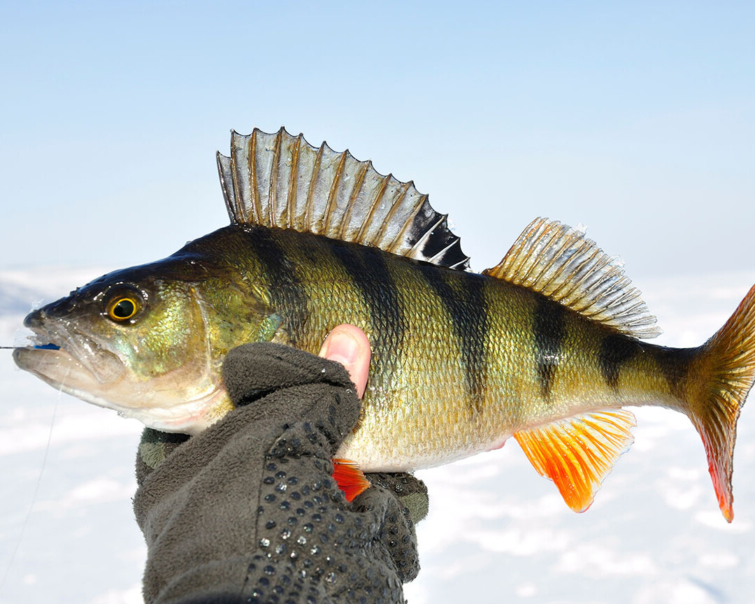Ice Fishing in Rovaniemi