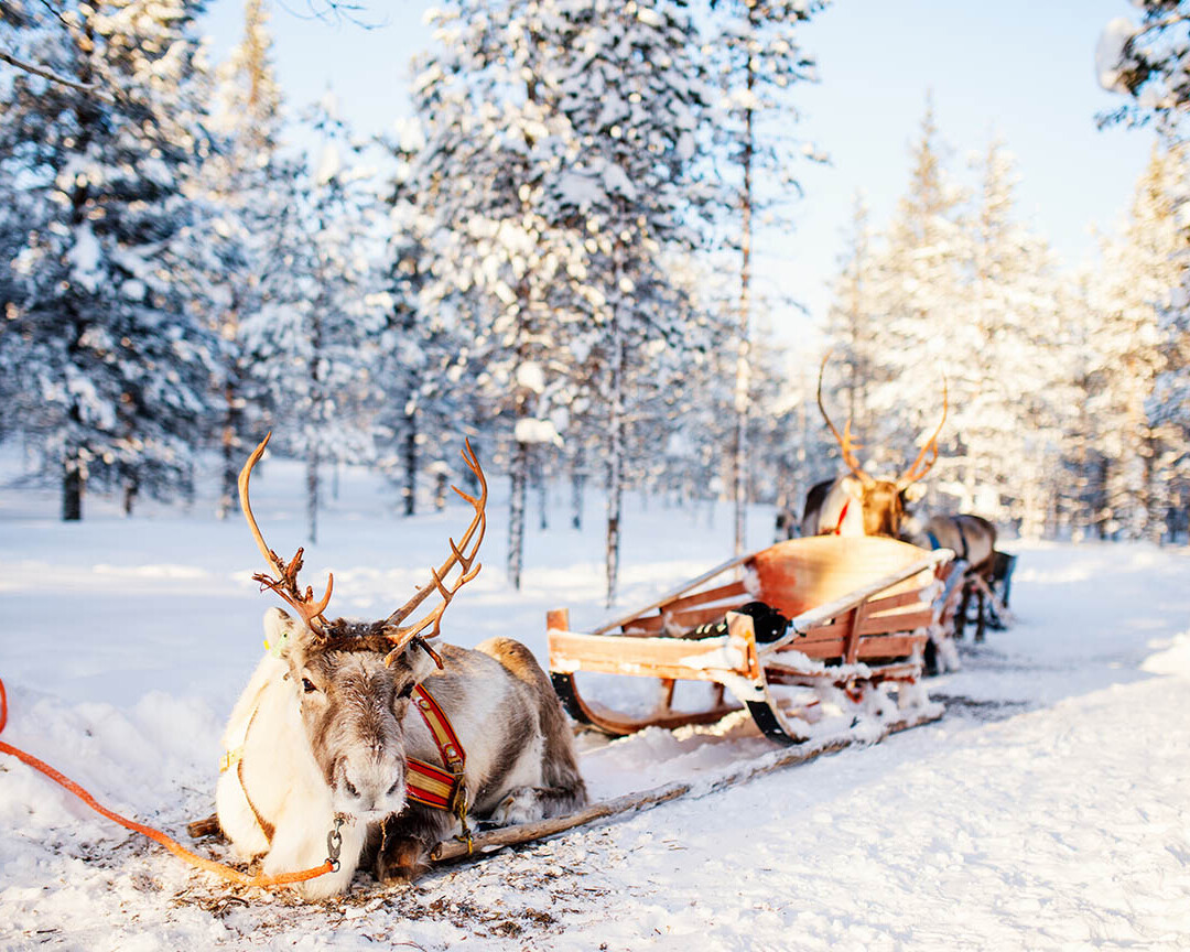 Reindeer safari Lapland
