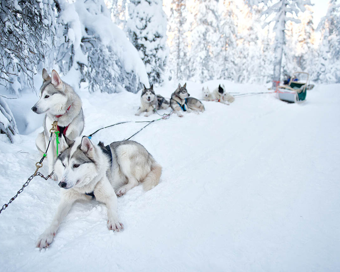 Rovaniemi Husky tour