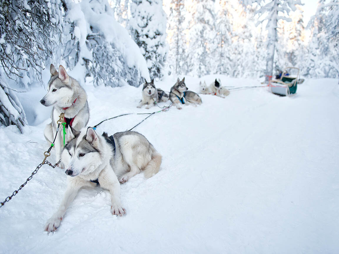 Rovaniemi Husky tour