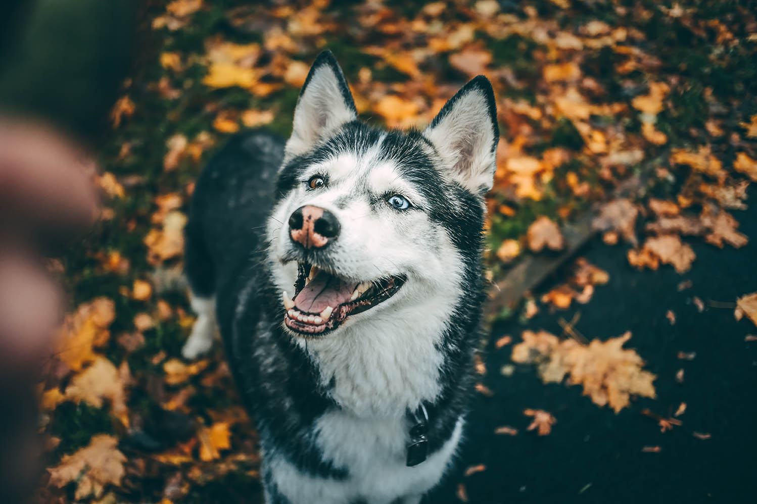 Rovaniemi Autumn Tour