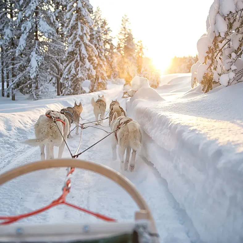 Husky in Rovaniemi