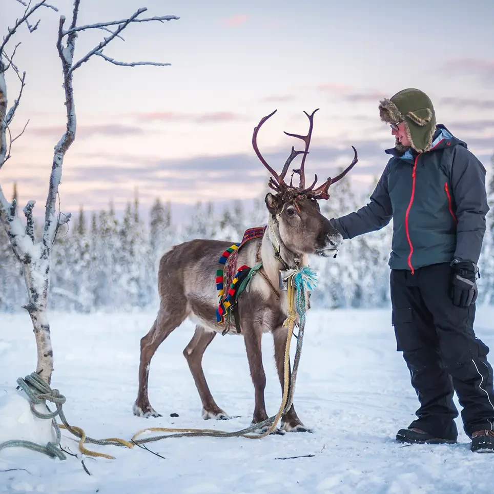 Reindeer in Rovaniemi for group visits